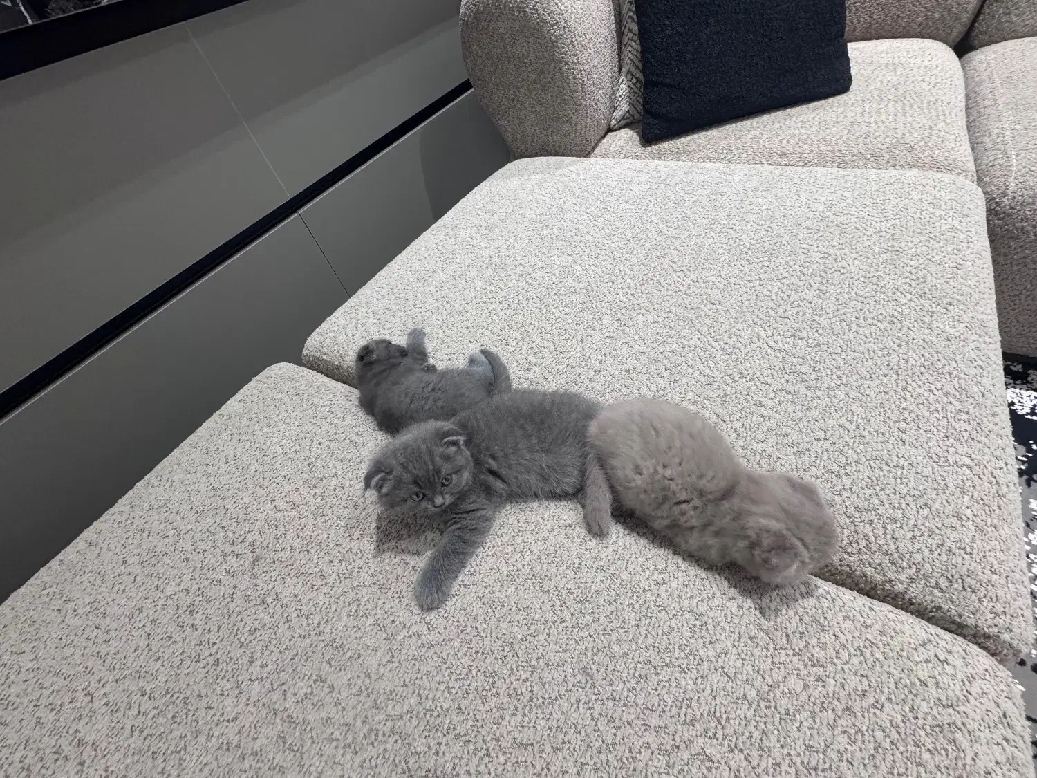 بچه گربه اسکاتیش دبل فولد|گربه|کرج, فاز ۱ مهرشهر|دیوار