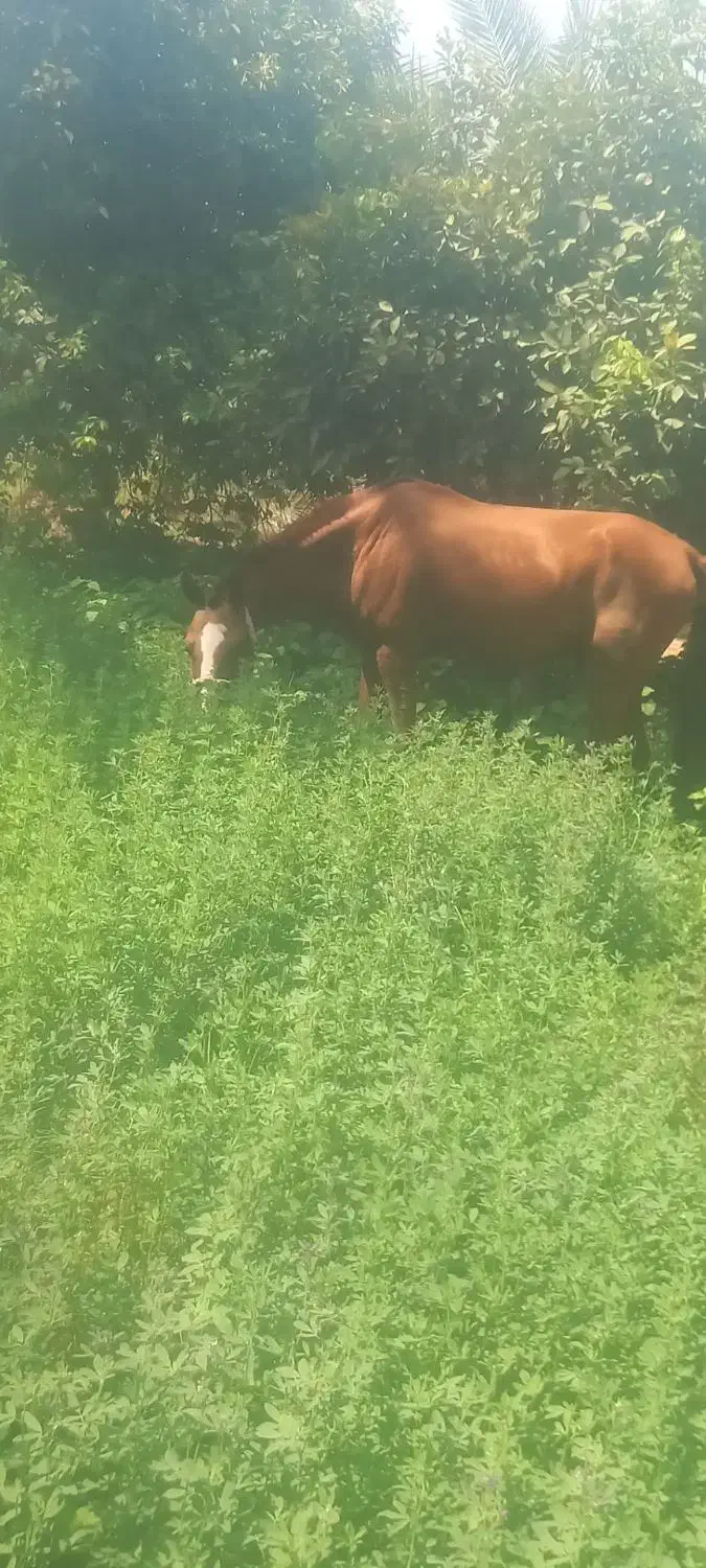 اسب سواری دار عالی همچین تموم|اسب و تجهیزات اسب‌سواری|تهران, گمرک|دیوار