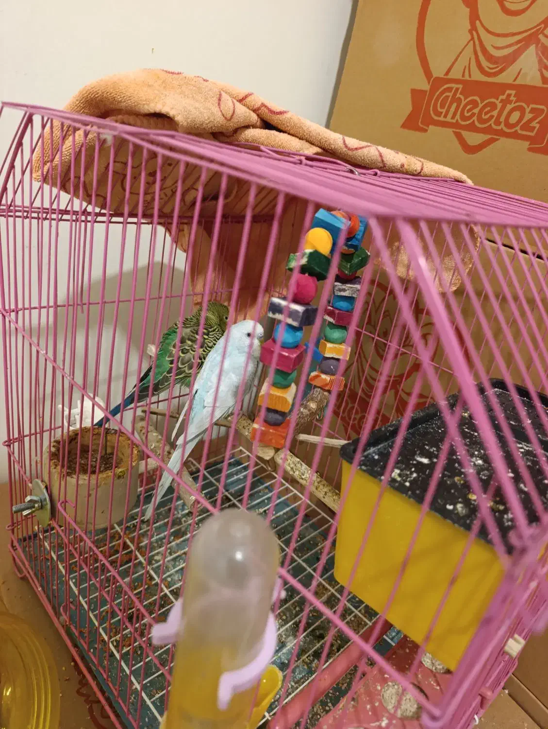 مرغ عشق نرماده|پرنده|لالی, |دیوار