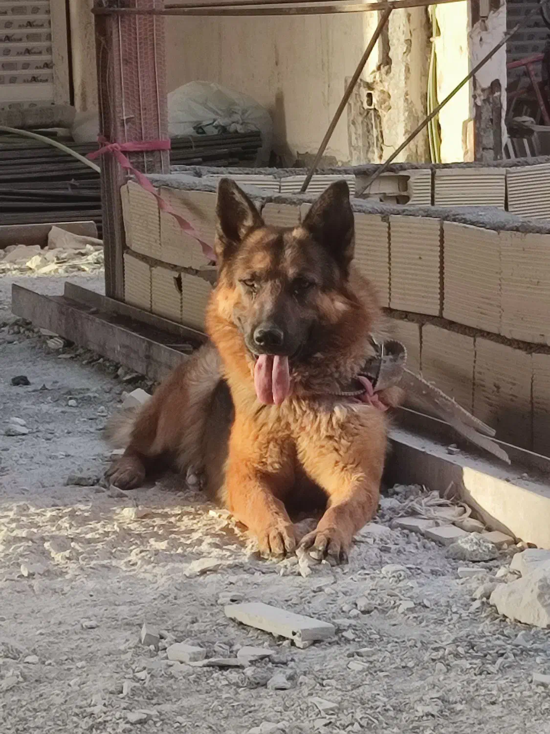 سگ گمشده|حیوانات|گلبهار, شهر جدید گلبهار|دیوار