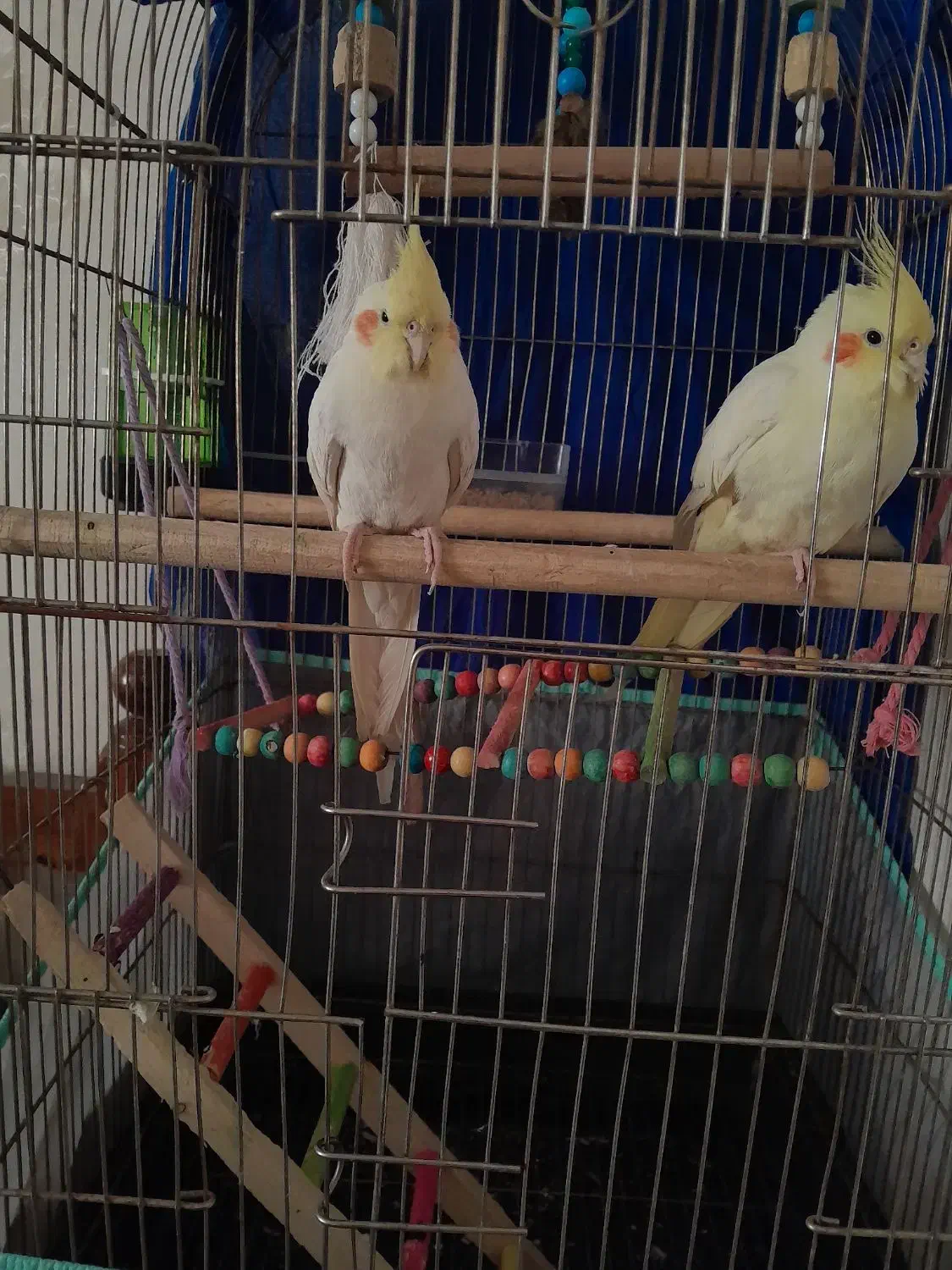 یک جفت عروس هلندی قیمت توافقی|پرنده|ساوه, |دیوار