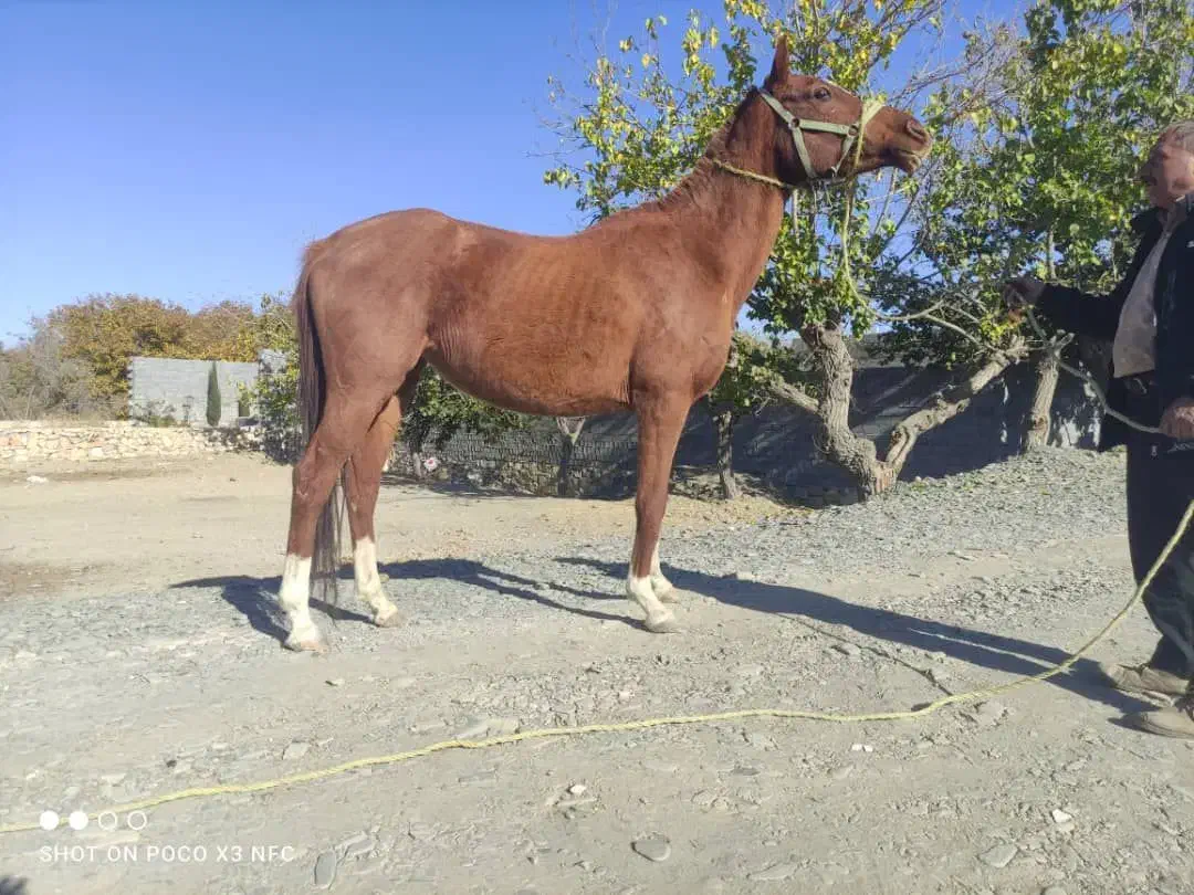 فروش فوری مادیون ومعاوضه|اسب و تجهیزات اسبسواری|مشهد, چاهشک|دیوار