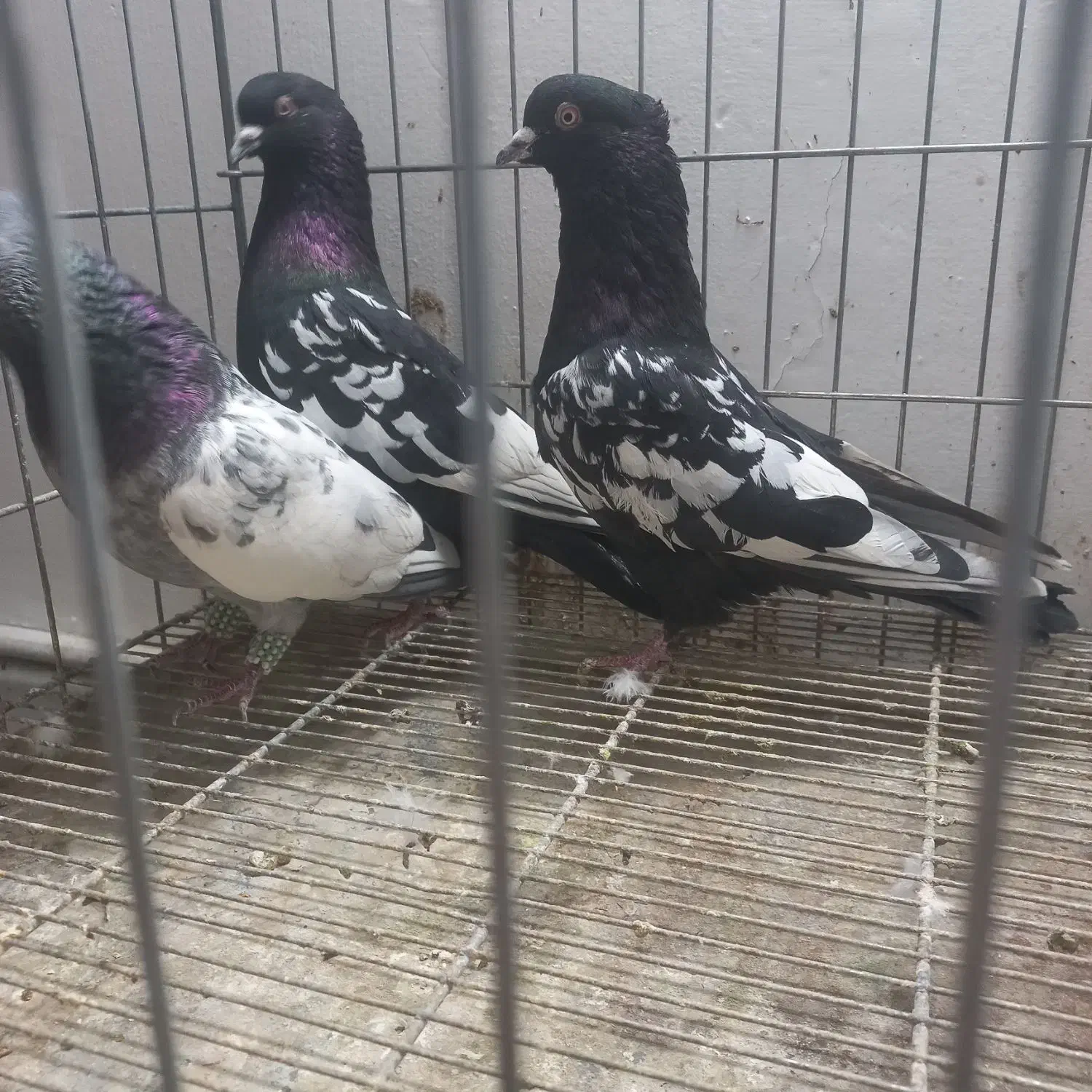 سینه سیاه سینه سبز|پرنده|مشهد, نوید|دیوار