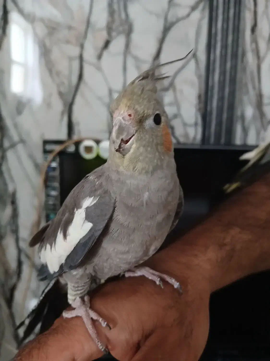 عروس هلندی|پرنده|شاهین‌شهر, فیض|دیوار