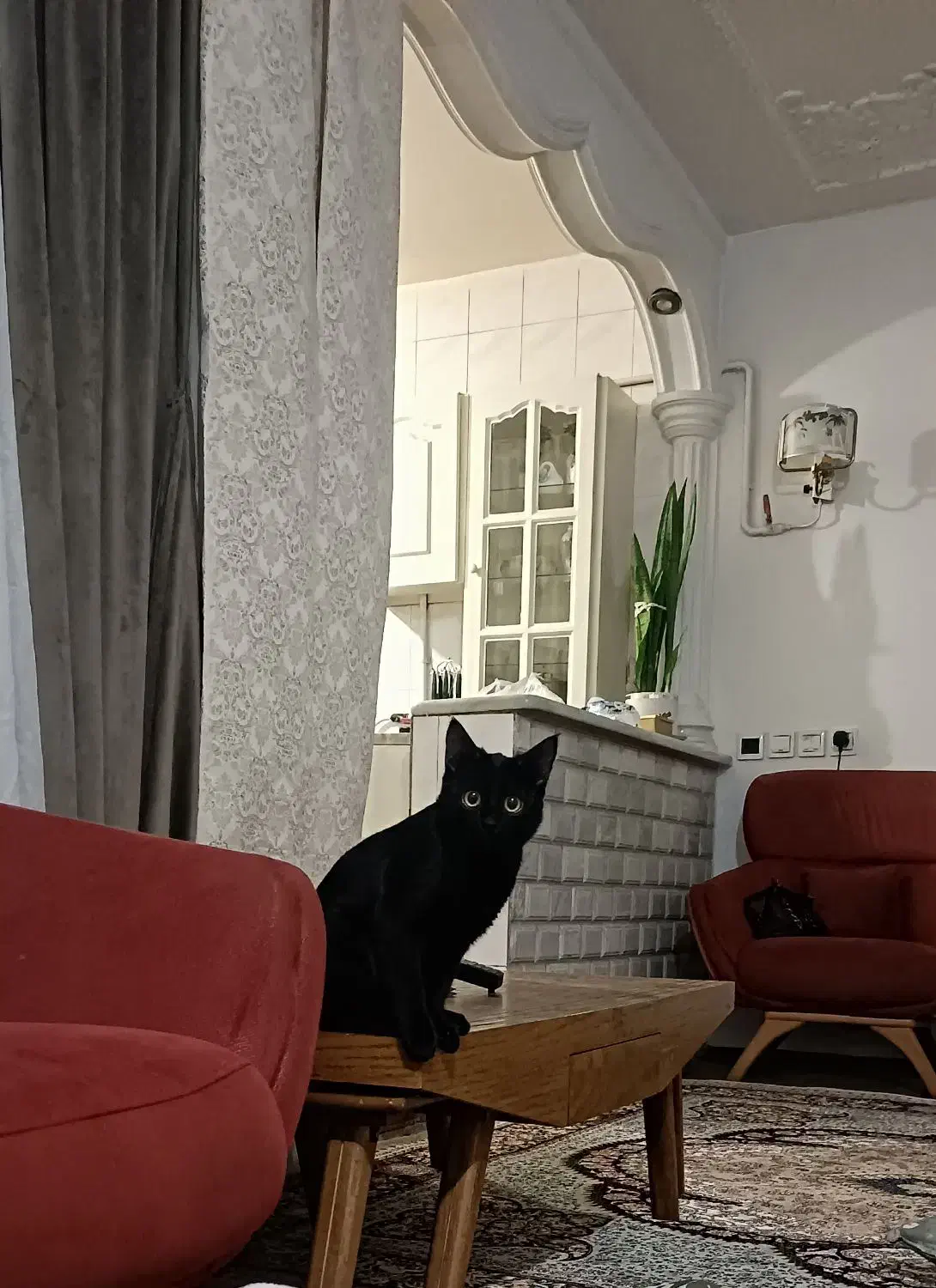 واگذاری گربه|گربه|تهران, شهرک طالقانی|دیوار