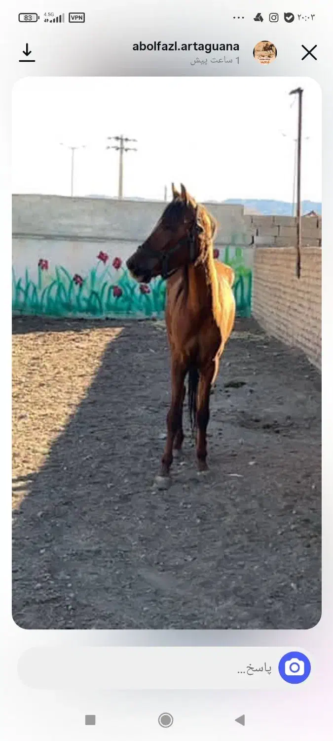 اسب ترکمن|اسب و تجهیزات اسبسواری|قائن, |دیوار