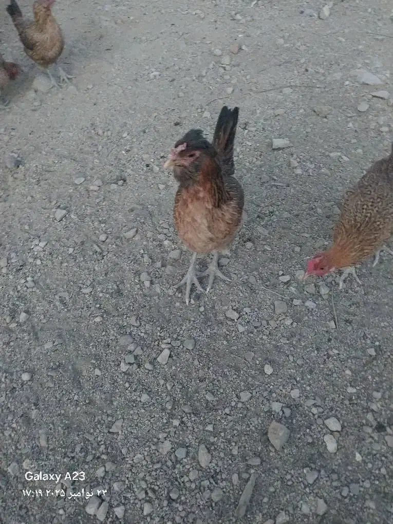 تخم مرغ ،مرغ ریشی نطفه دار محلی اصل|خوردنی و آشامیدنی|نورآباد ممسنی, |دیوار