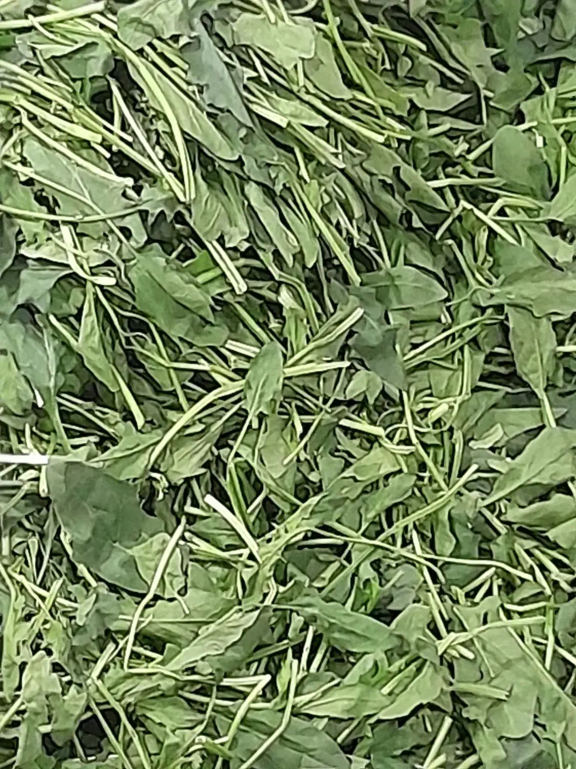 سبزیجات خرد شده|خوردنی و آشامیدنی|کرج, احدآباد|دیوار