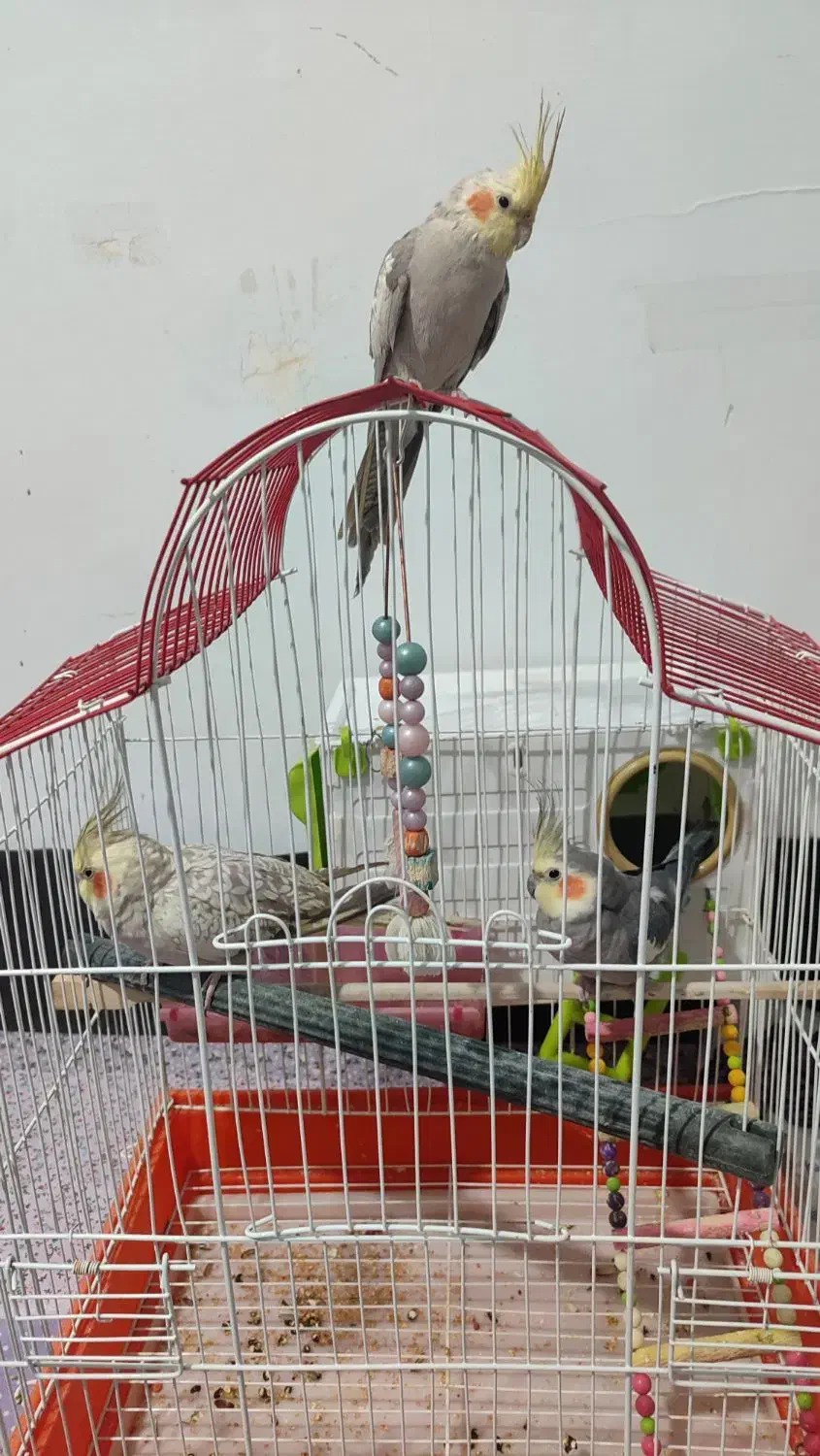 عروس هلندی|پرنده|مریوان, |دیوار