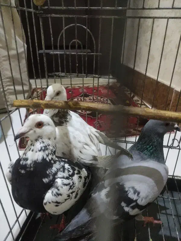 ۳تا ماده گلی|حیوانات|شیراز, احمدآباد|دیوار