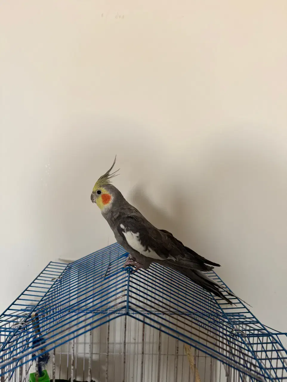 فروش عروس هلندی و طوطی گرینجیک|پرنده|سمنان, |دیوار