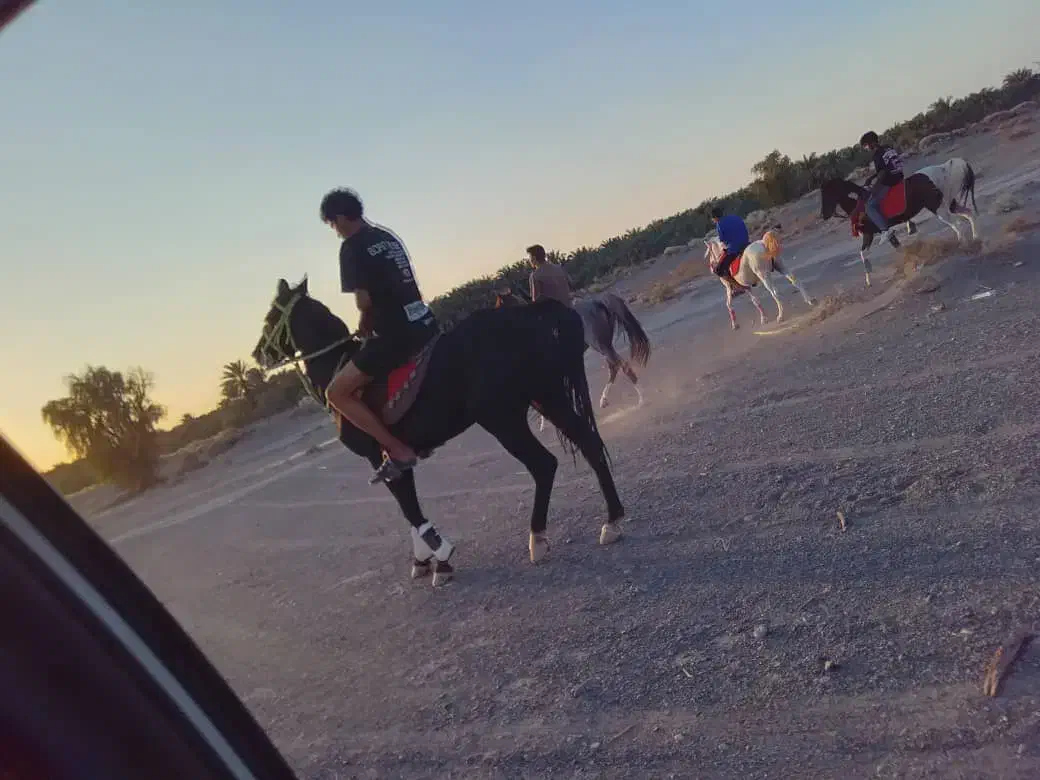 اسب|اسب و تجهیزات اسب‌سواری|بم, |دیوار