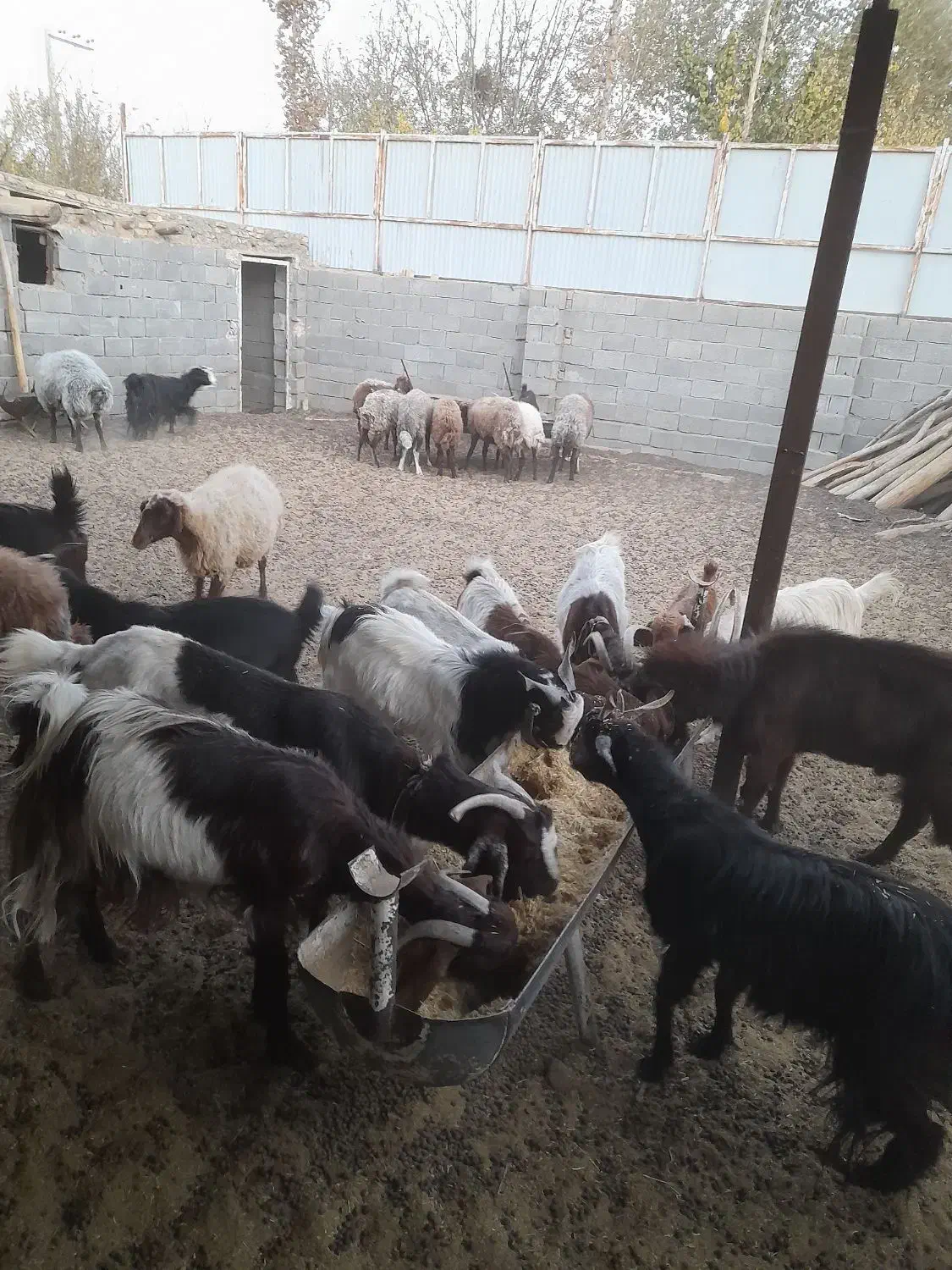 فروش ۱۳ عدد بز آبستن.نژاد دورگه نجنی|حیوانات مزرعه|پیر بکران, |دیوار
