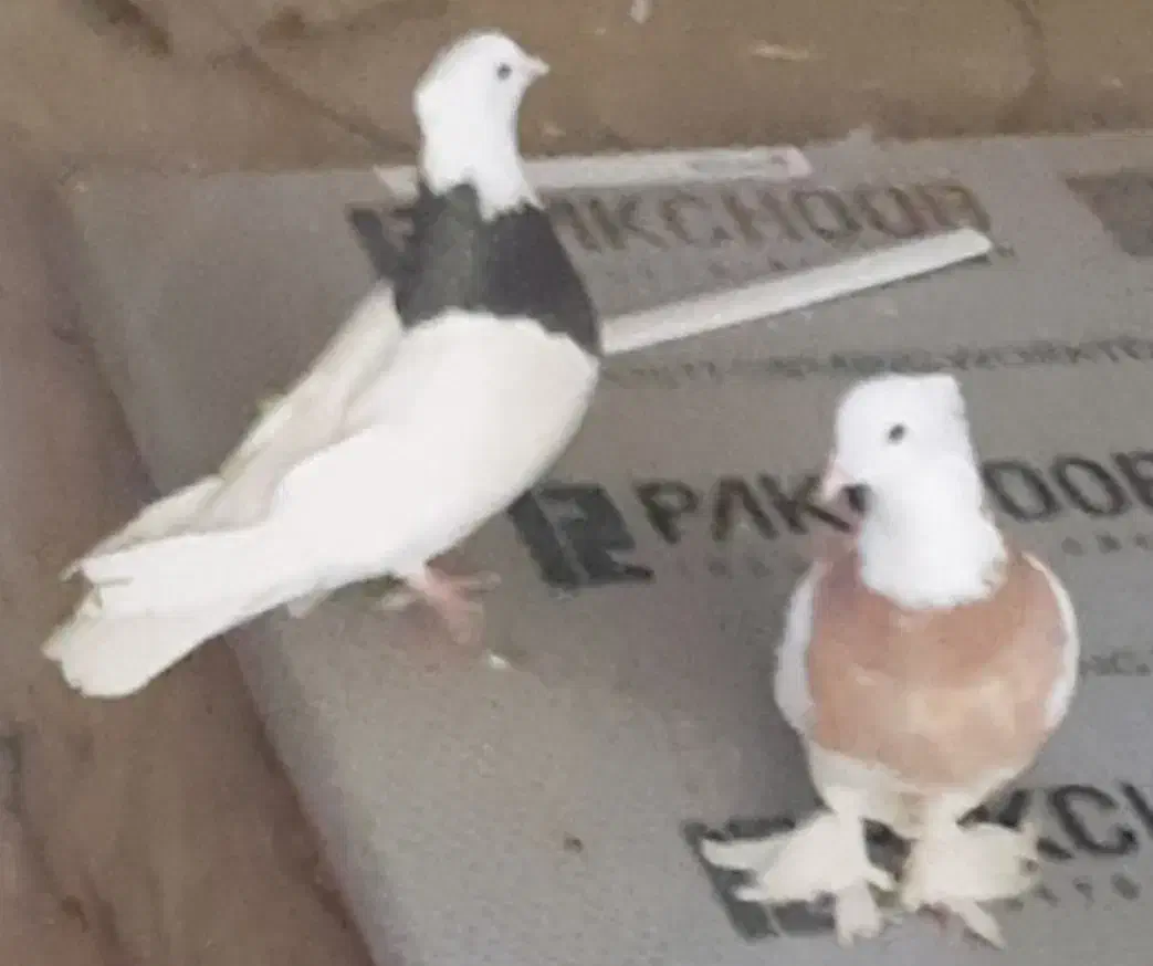 طوقی جفت مهر از پدرمادر سرور|پرنده|قم, باغ شازده|دیوار