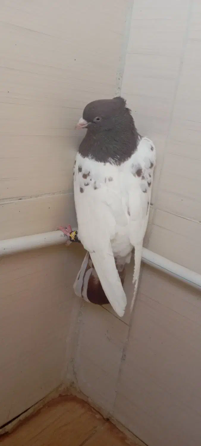 کبوتر|پرنده|نیشابور, مازول|دیوار