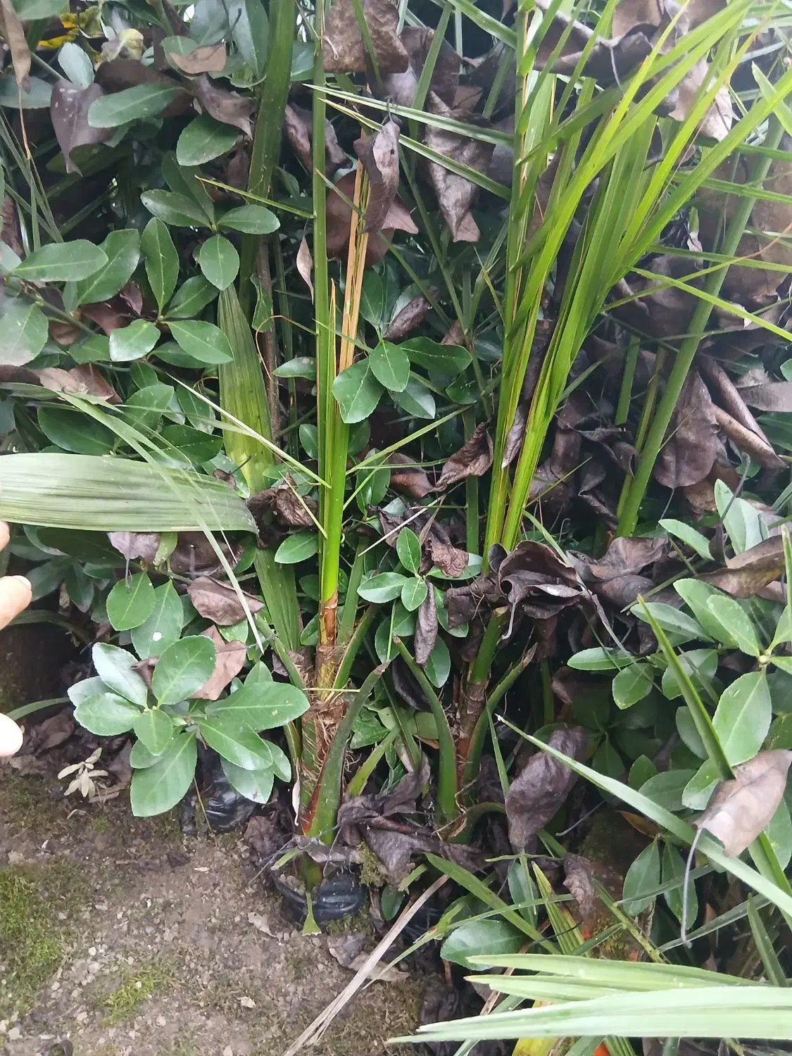 فینیکس|گل و گیاه طبیعی|کلاچای, |دیوار