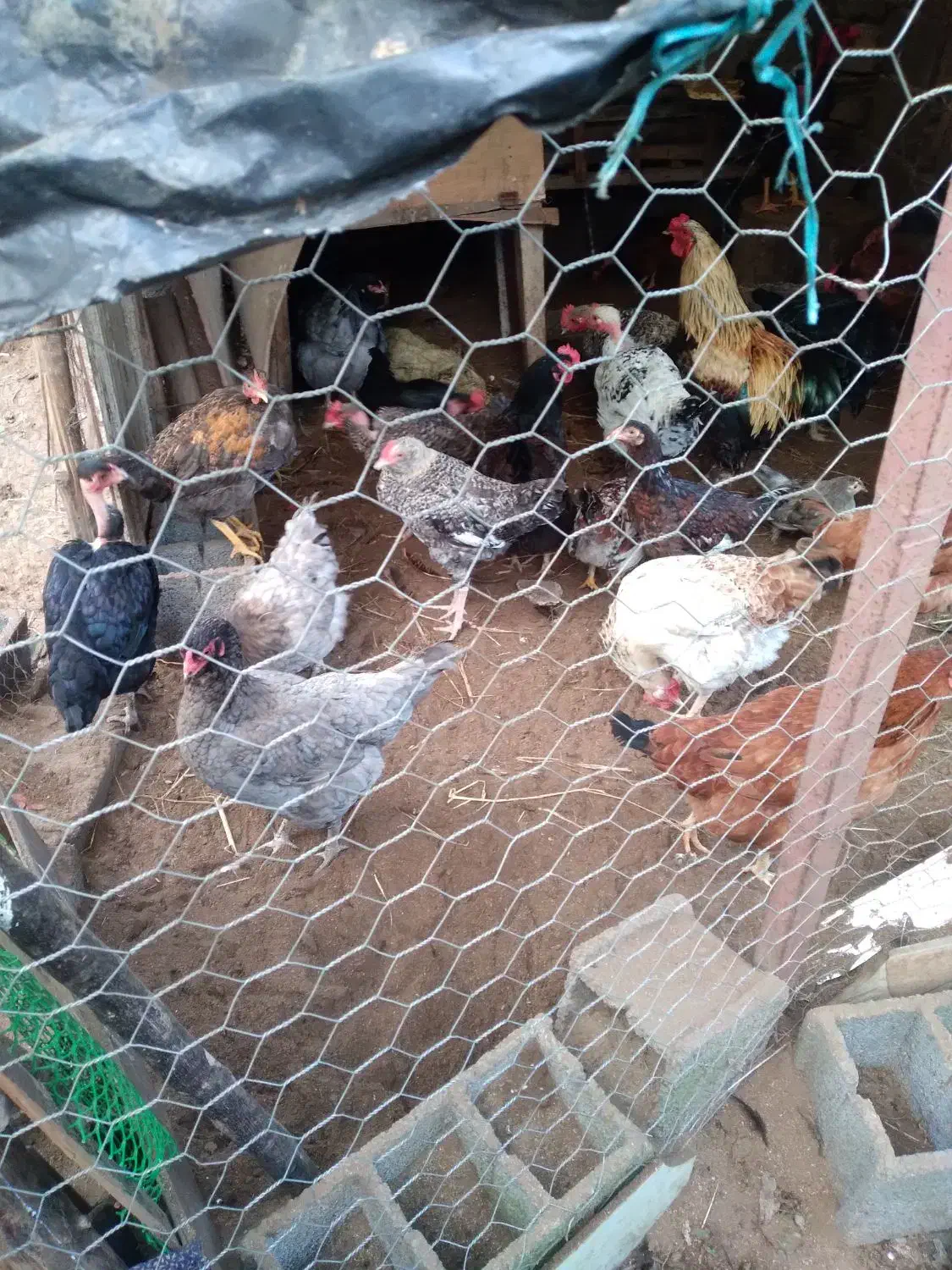 مرغ و خروس محلی|حیوانات مزرعه|چاف و چمخاله, |دیوار