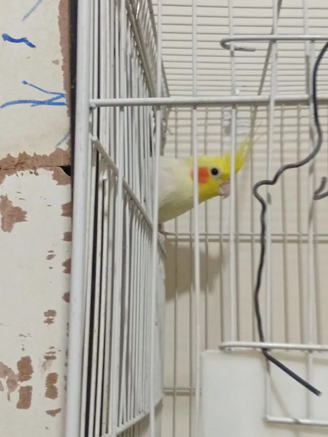 عروس هلندی نر|پرنده|زاهدان, |دیوار