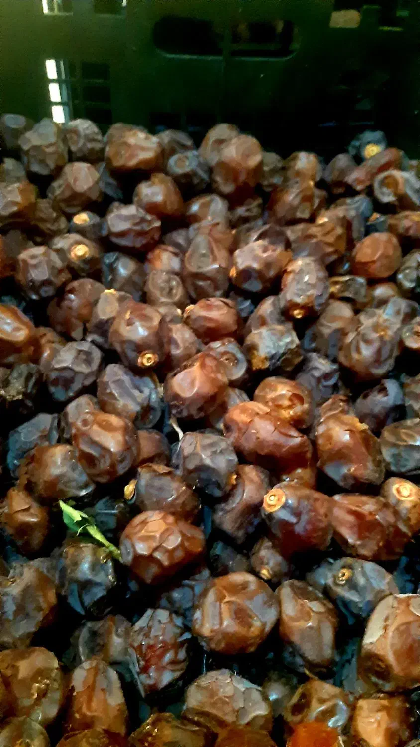 خرمای گنتار محصول امسال باغ|خوردنی و آشامیدنی|شیراز, باغ تخت|دیوار