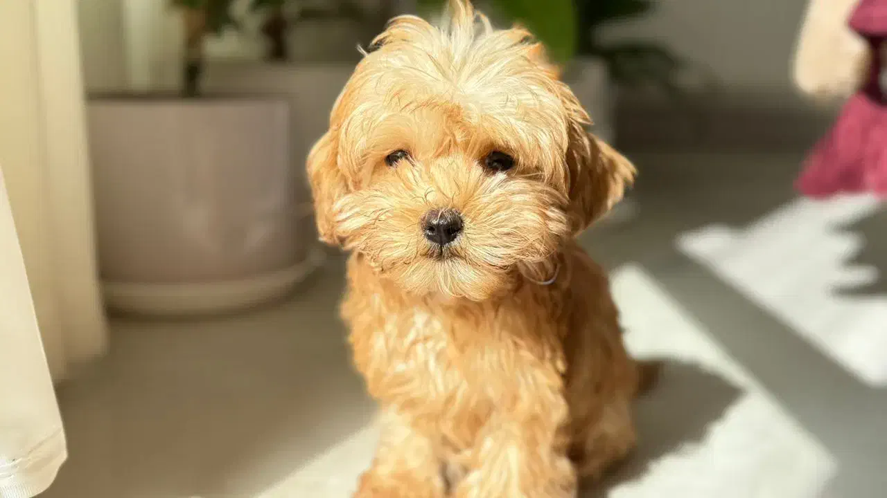 توی پودل ناب|سگ|کرمانشاه, |دیوار