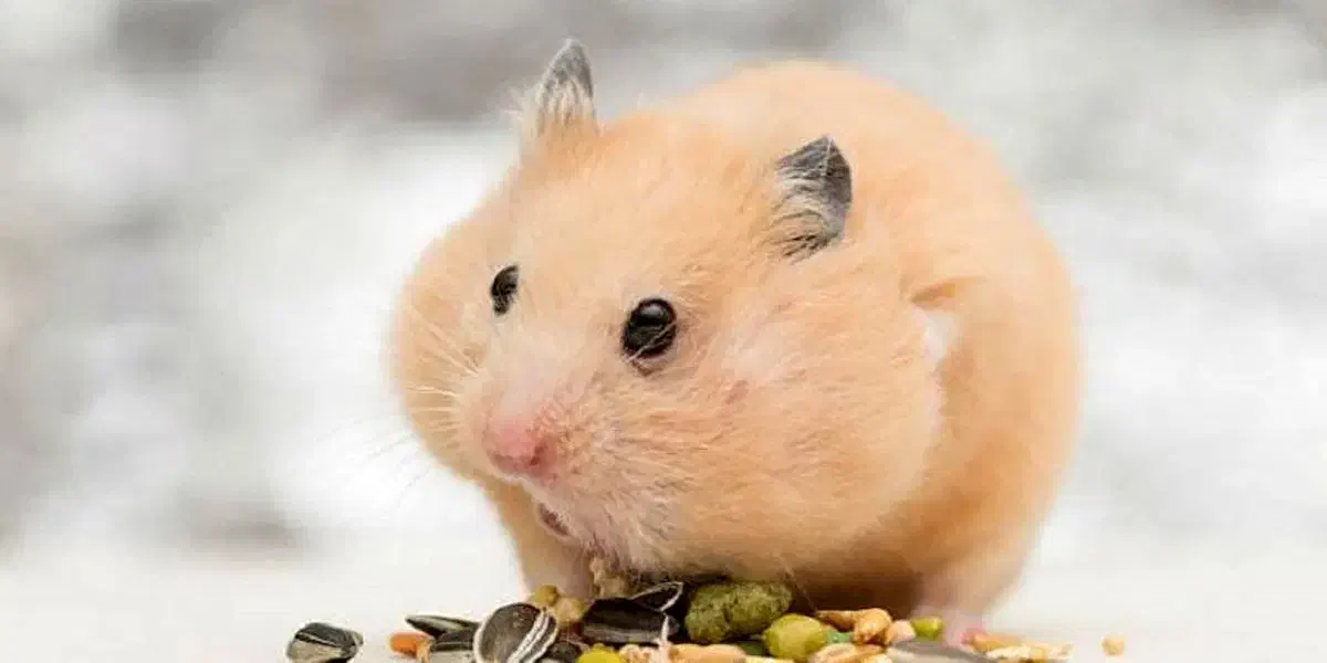 حراج همستر|موش و خرگوش|کاشان, باهنر|دیوار