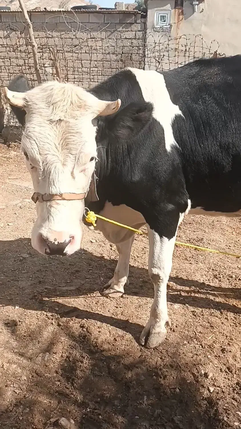 فروش گاو ۲ ساله|حیوانات مزرعه|صالح آباد (ایلام), |دیوار