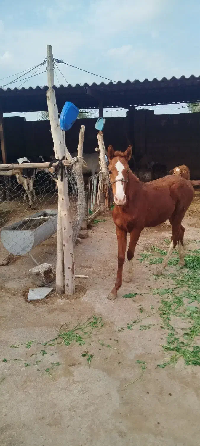 نریان|اسب و تجهیزات اسب‌سواری|شوشتر, |دیوار