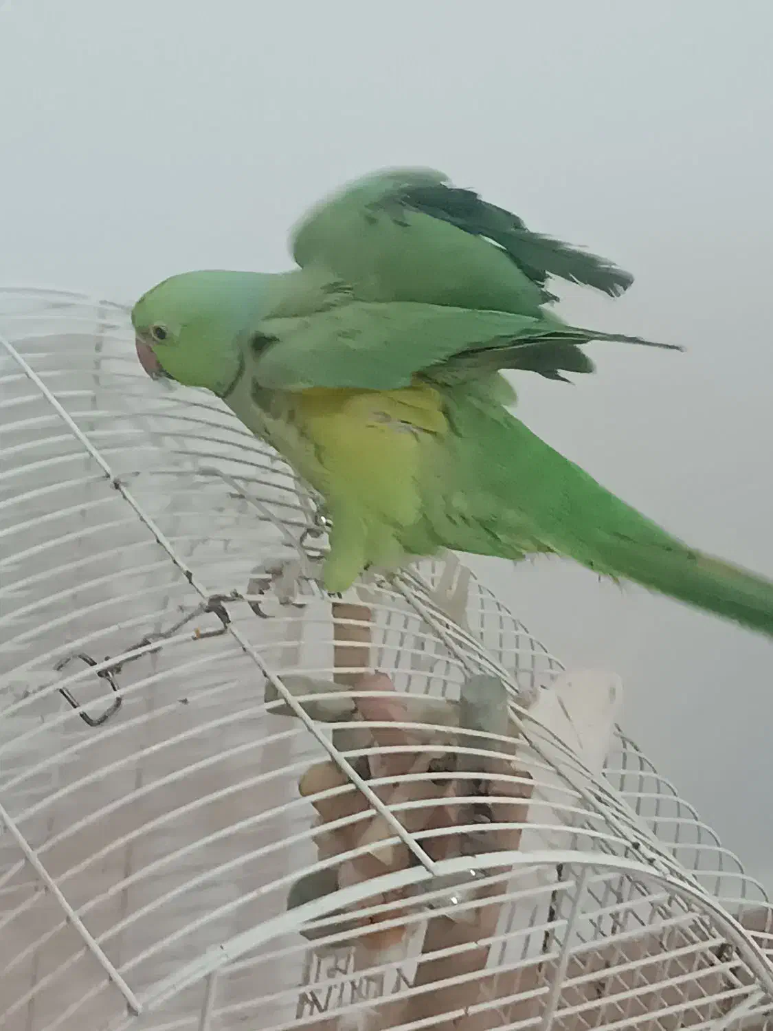 طوطی ملنگو|پرنده|کلاچای, |دیوار