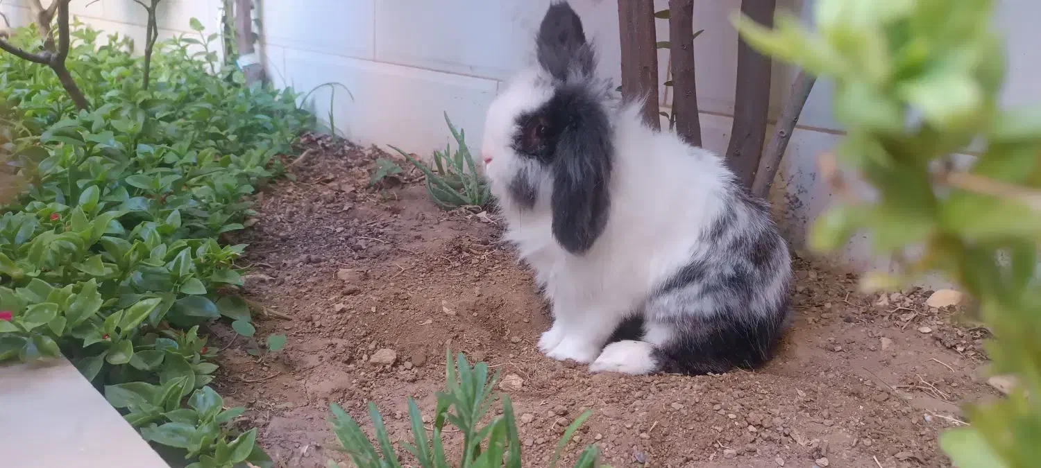 خرگوش لوپ|موش و خرگوش|آبیک, |دیوار