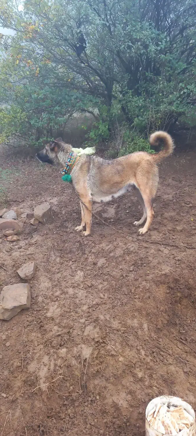 سلام . فروش یا معاوضه ماده مناسب گله|سگ|دیلمان, |دیوار