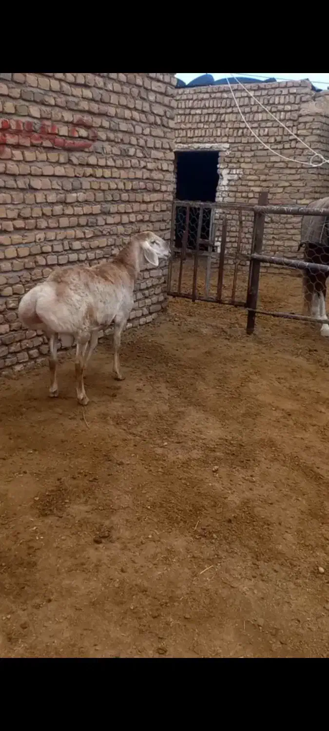 فروش یک عدد بره قوچی ناب|حیوانات مزرعه|تربت جام, شاهد|دیوار