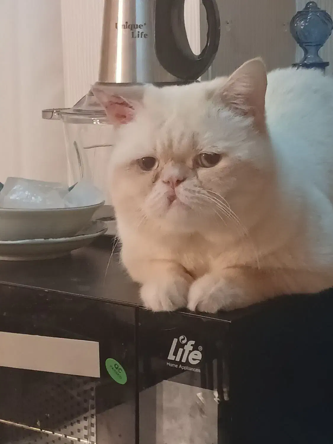 واگذاری اگزوتیک و بریتیش نر|گربه|پردیس, فاز ۳|دیوار