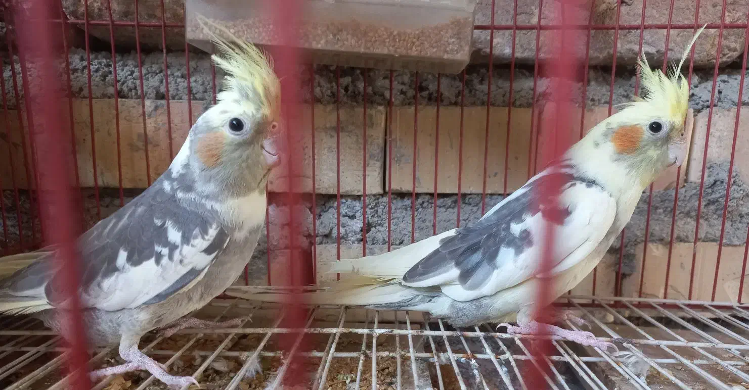 عرروس هلندی جفتش باهم 1200|پرنده|علیآباد کتول, |دیوار