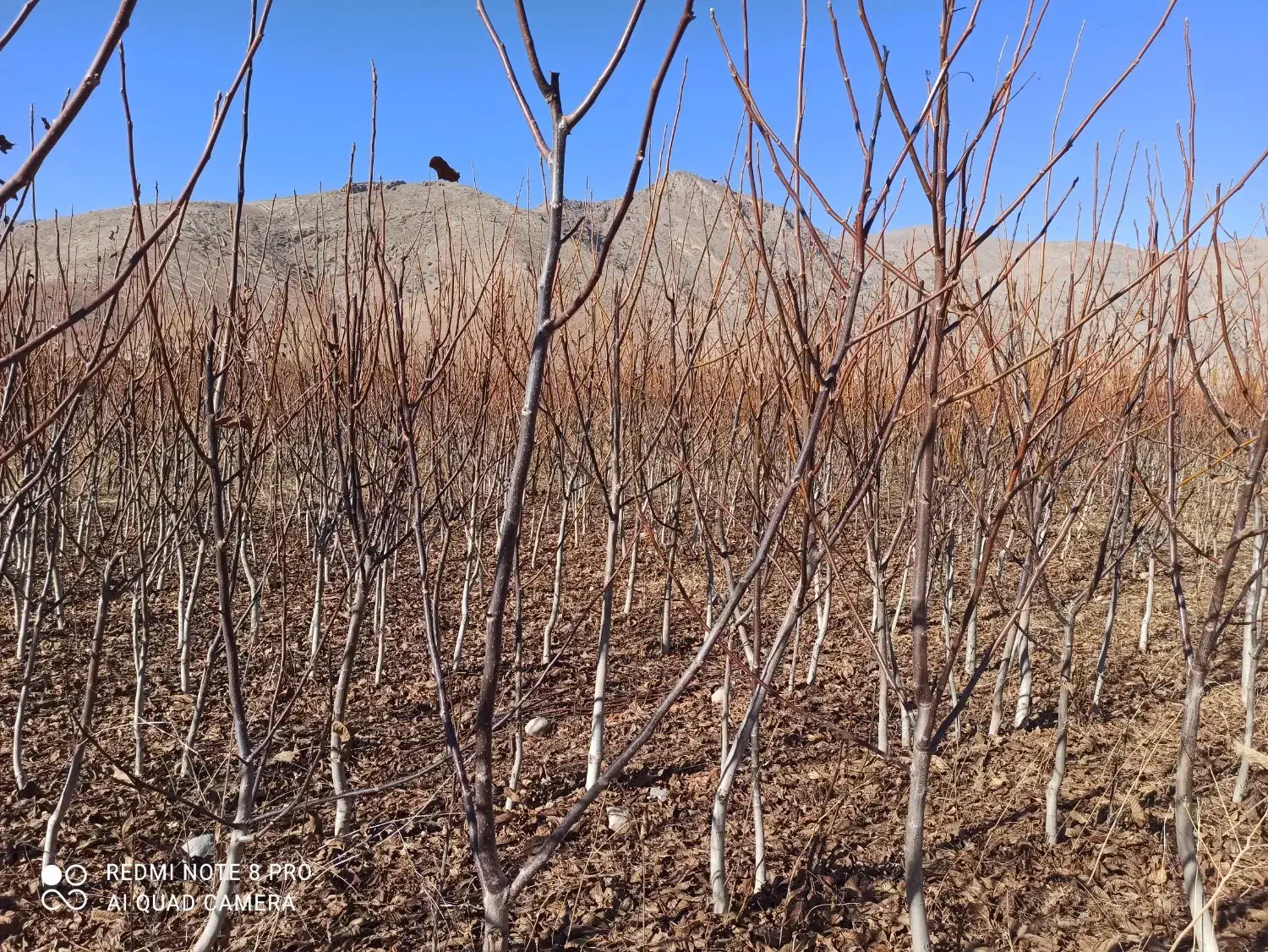 گردو|حراج|اصفهان, نقش جهان|دیوار