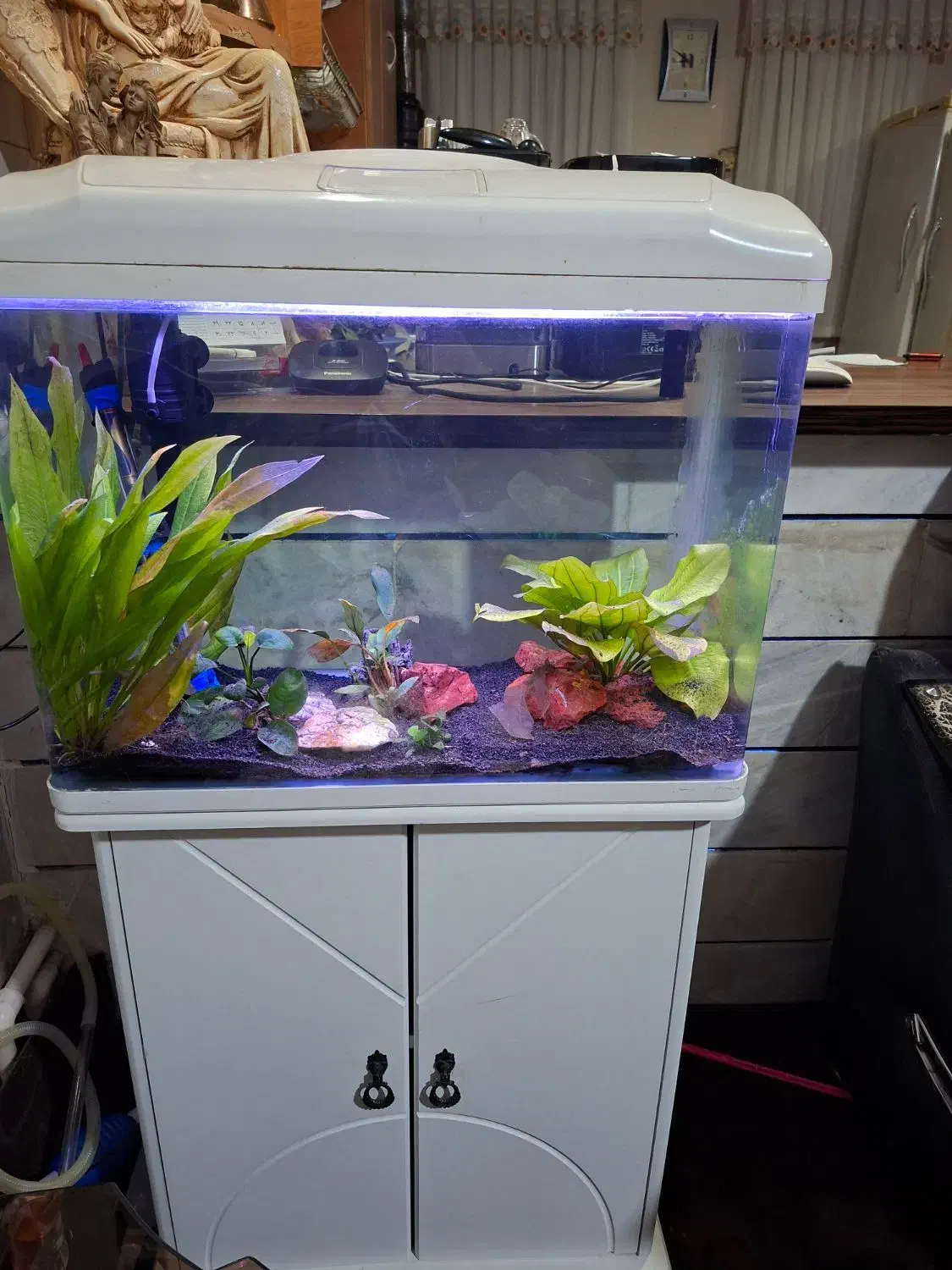 اکواریوم شیشه خم ۶۰ سانتی|ماهی|گلپایگان, |دیوار