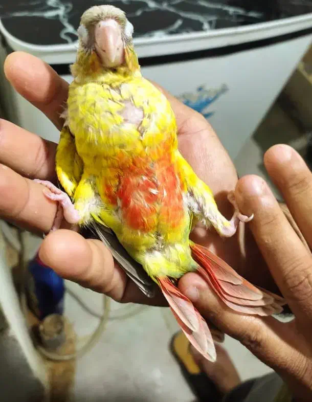 بوشهرعالیشهر|پرنده|بوشهر, |دیوار