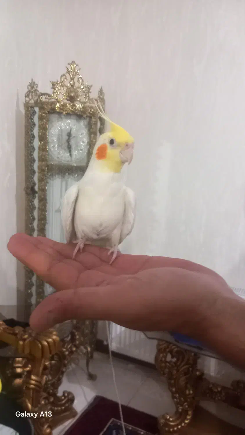 عروس هلندی زیبا وجوان وخونگرم قشنگ|پرنده|زنجان, |دیوار