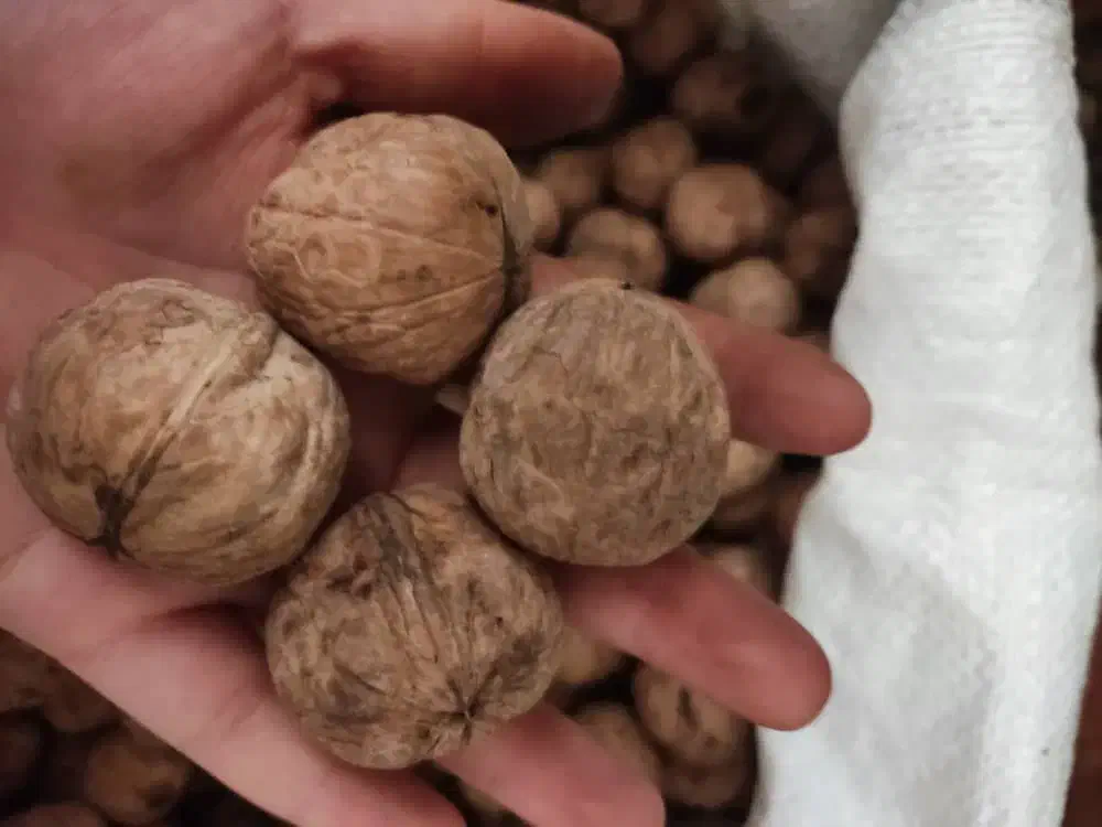 گردو درجه یک بوانات|خوردنی و آشامیدنی|شیراز, رحمت‌آباد|دیوار