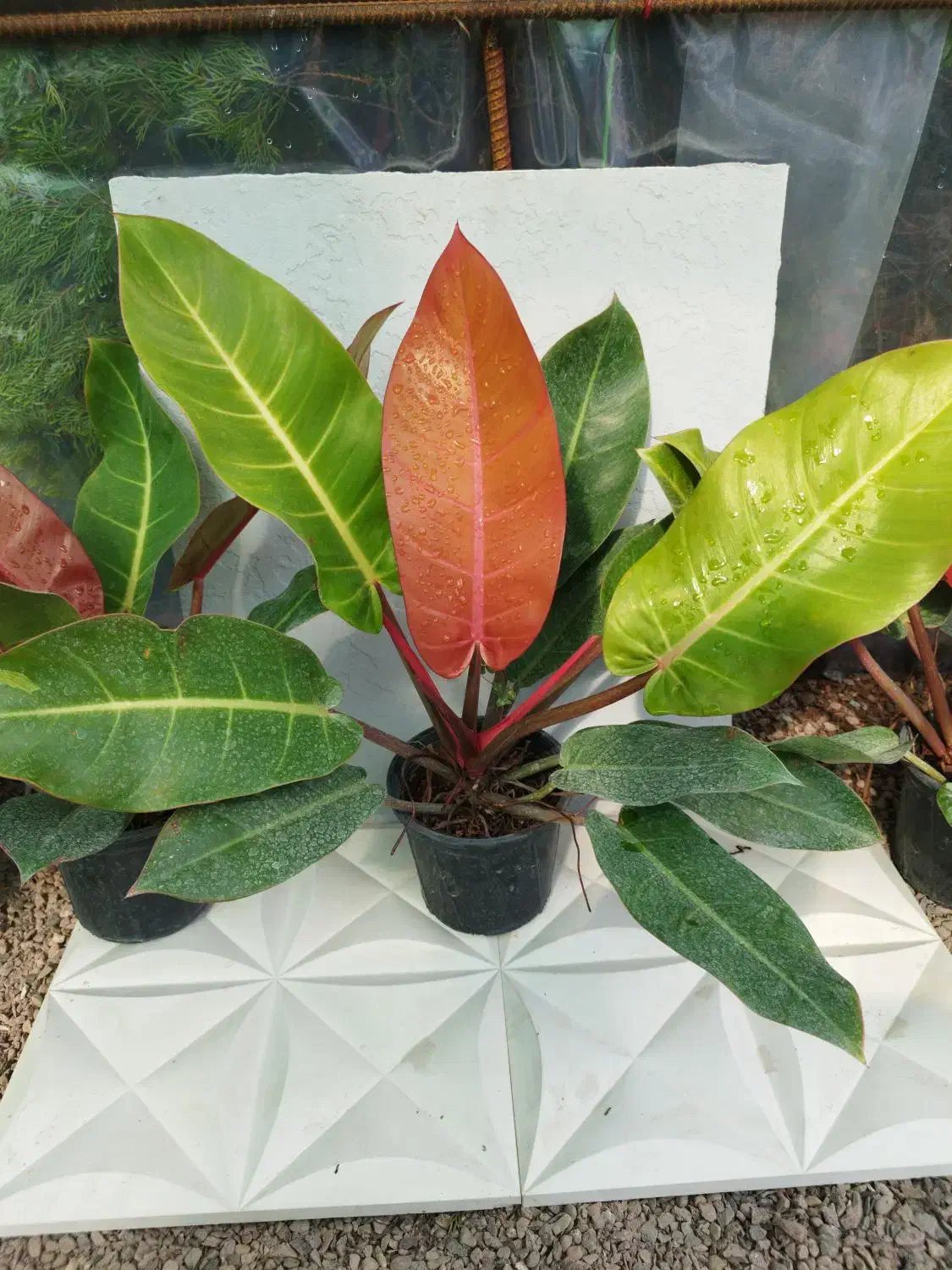 فیلو پرتقالی|گل و گیاه طبیعی|طاهرگوراب, |دیوار