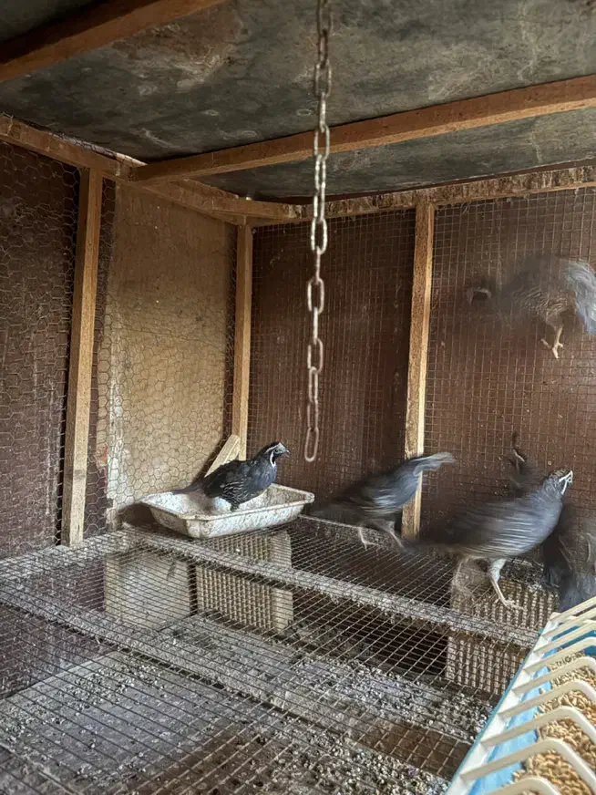 فروش نر بلدرچین کالیفرنیا|حیوانات مزرعه|رامسر, |دیوار