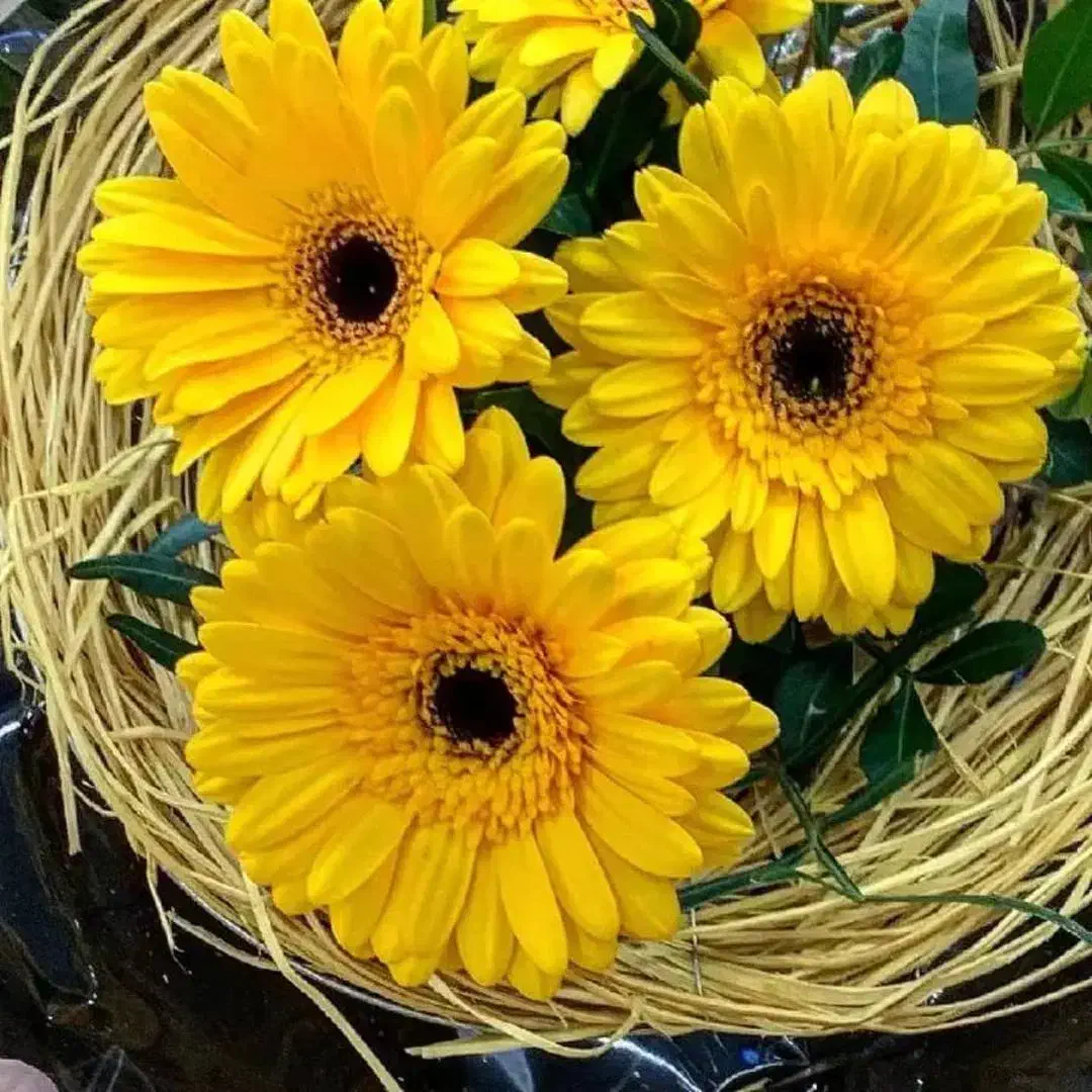 گل پ و ل|گل و گیاه طبیعی|خرمآباد, |دیوار