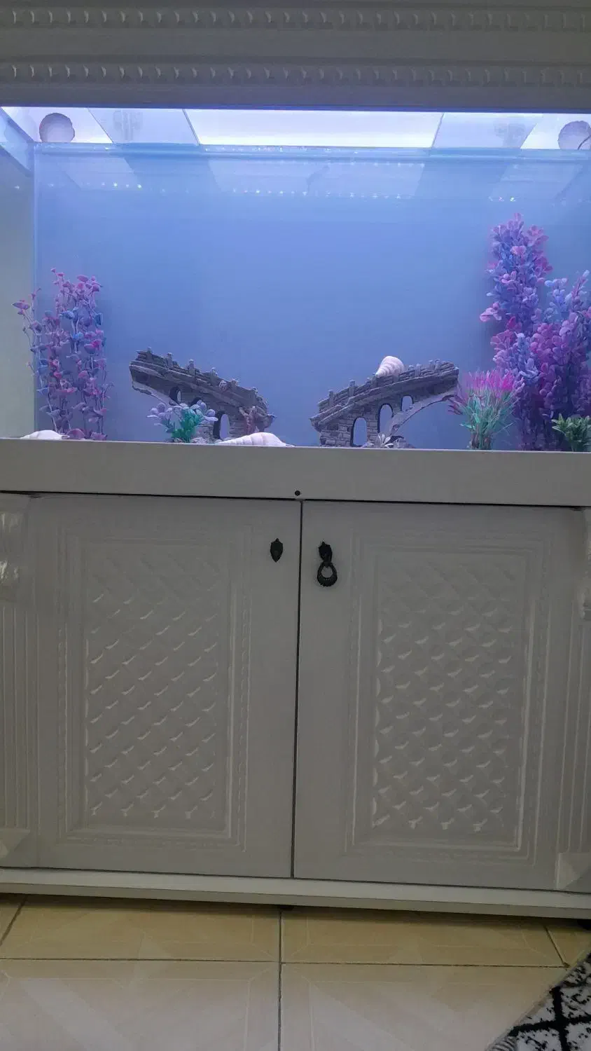 آکواریووم|ماهی|کهریزک, |دیوار