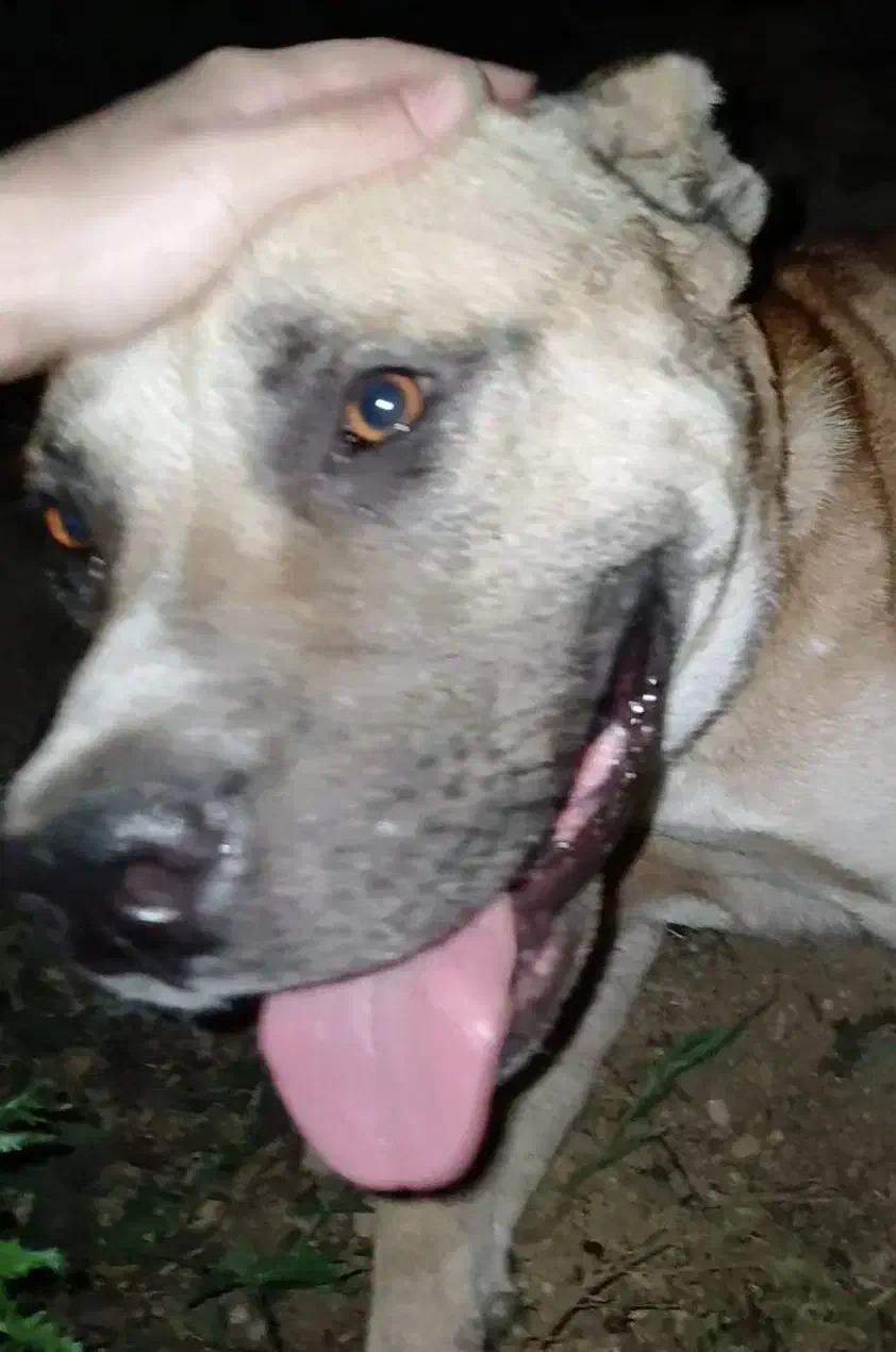 سگ پیتبول گمشده|حیوانات|چابکسر, |دیوار