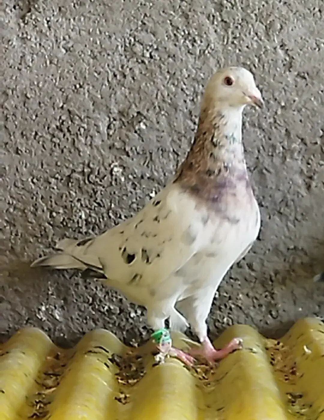 کبوتر|پرنده|زارچ, |دیوار