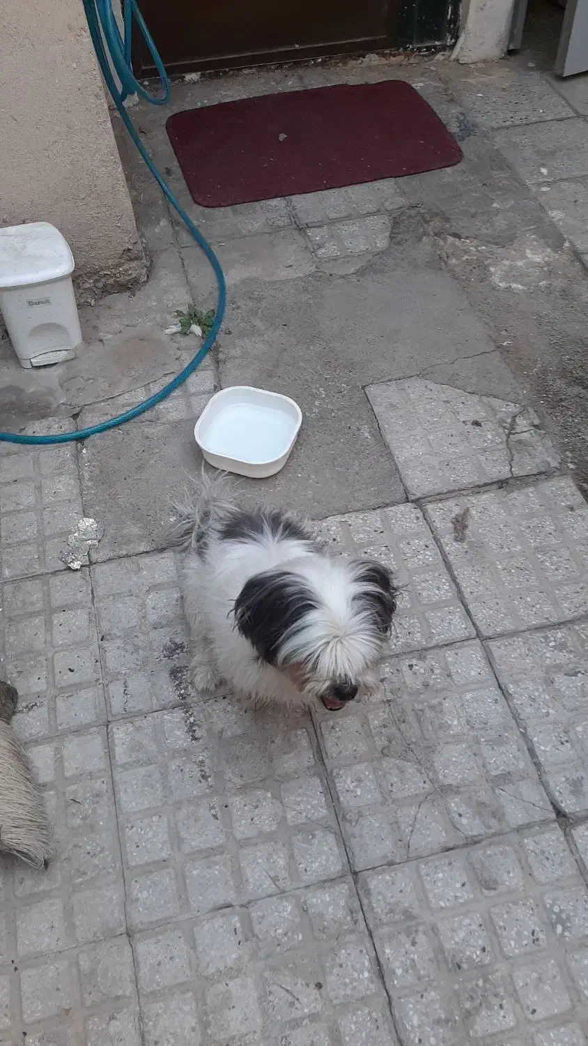 پیداشده|حیوانات|رودهن, |دیوار