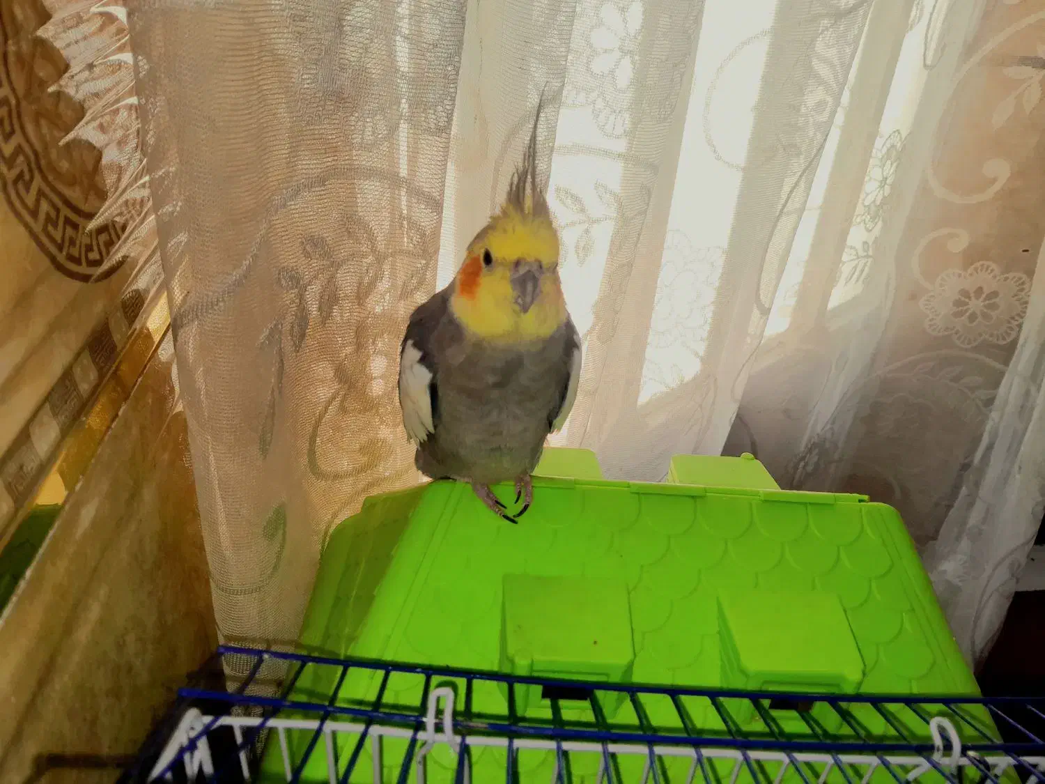 عروس هلندی گمشده نوعلیبیگ|حیوانات|ساوه, |دیوار