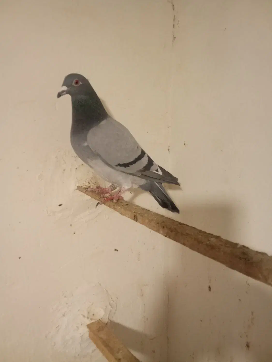 کبوتر|پرنده|رامیان, |دیوار