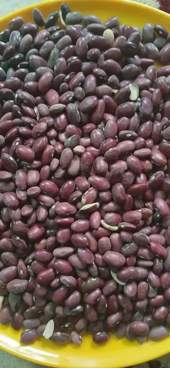 فروش لوبیا به صورت عمده|خوردنی و آشامیدنی|قم, جوی شور|دیوار