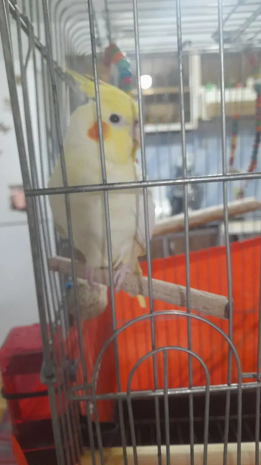 عروس هلندی نرو ماده سخنگو|پرنده|مشکیندشت, |دیوار