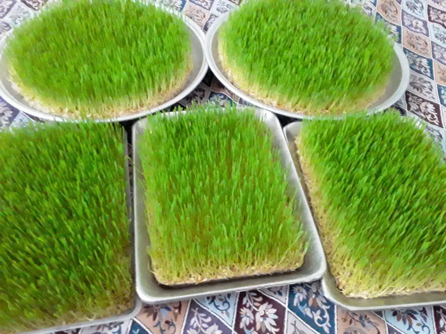 سمنو|خوردنی و آشامیدنی|تویسرکان, |دیوار